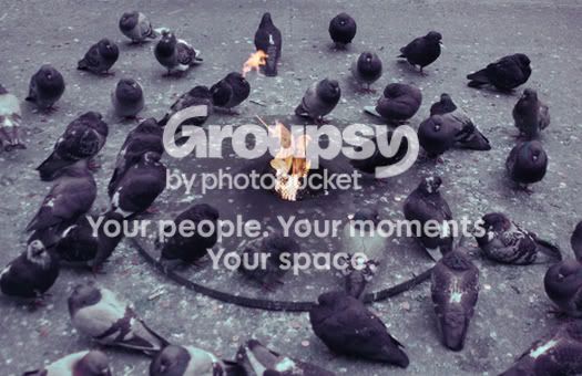 pigeons.jpg