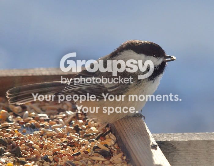 Chickadee9feb2010.jpg
