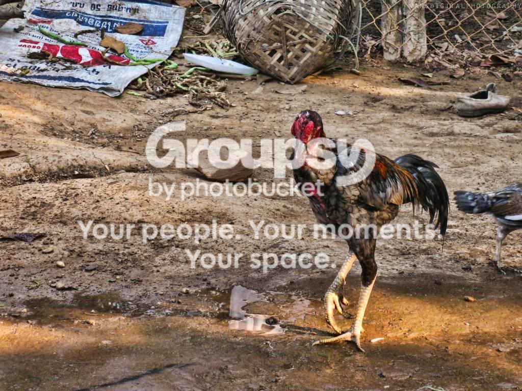 chickenwatermark_zps2fda3aef.jpg