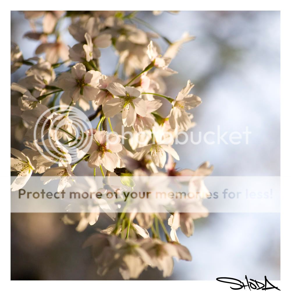 Blossom1edit.jpg