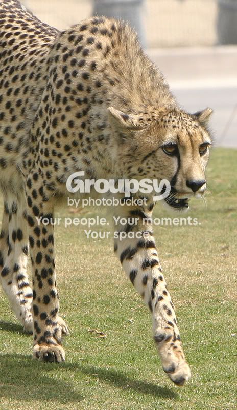 cheeta2w.jpg