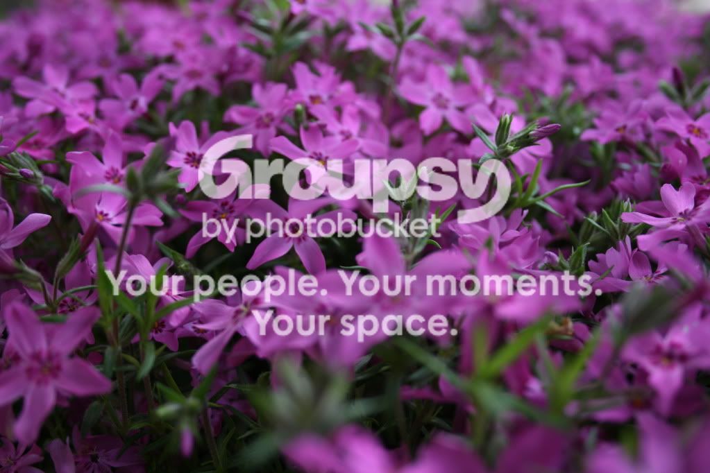 FlowersandStJohn_3313.jpg