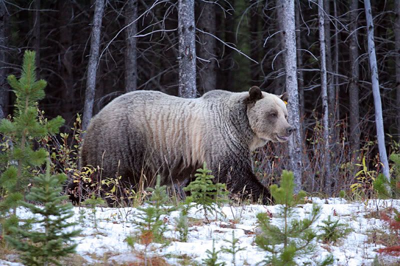 grizzly1.jpg