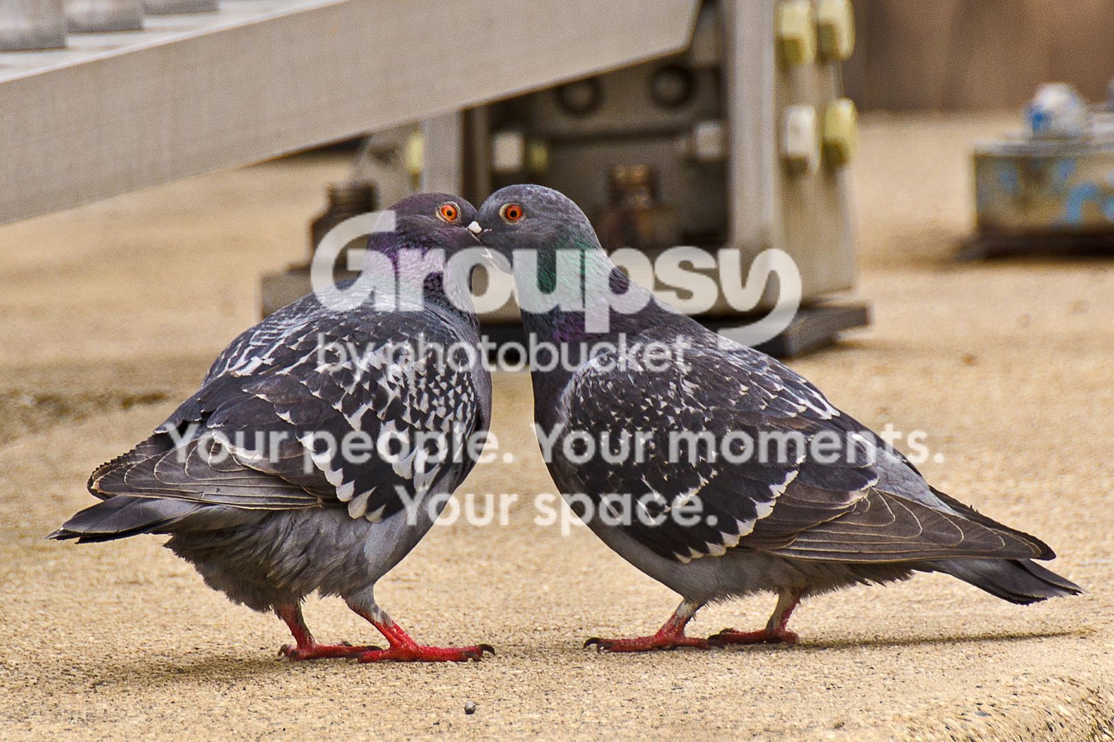 PigeonsGullsR015.jpg