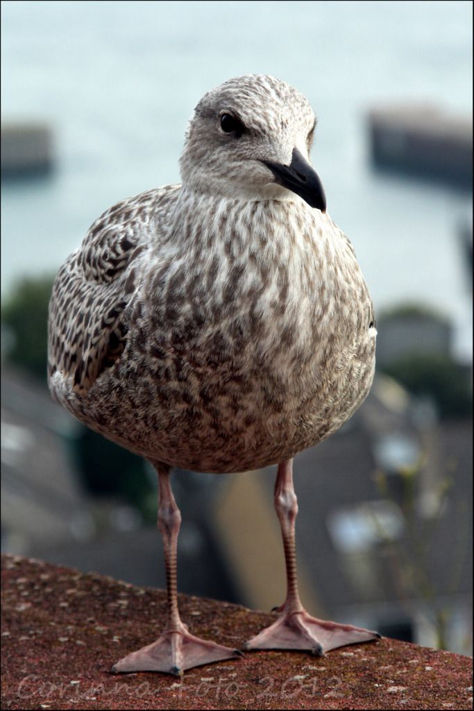 Helgoland_Vgel_0.jpg
