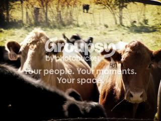 cows2.jpg
