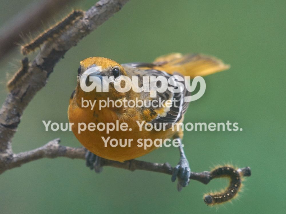 Female%20oriole%20C1_zpsvgqivkow.jpg