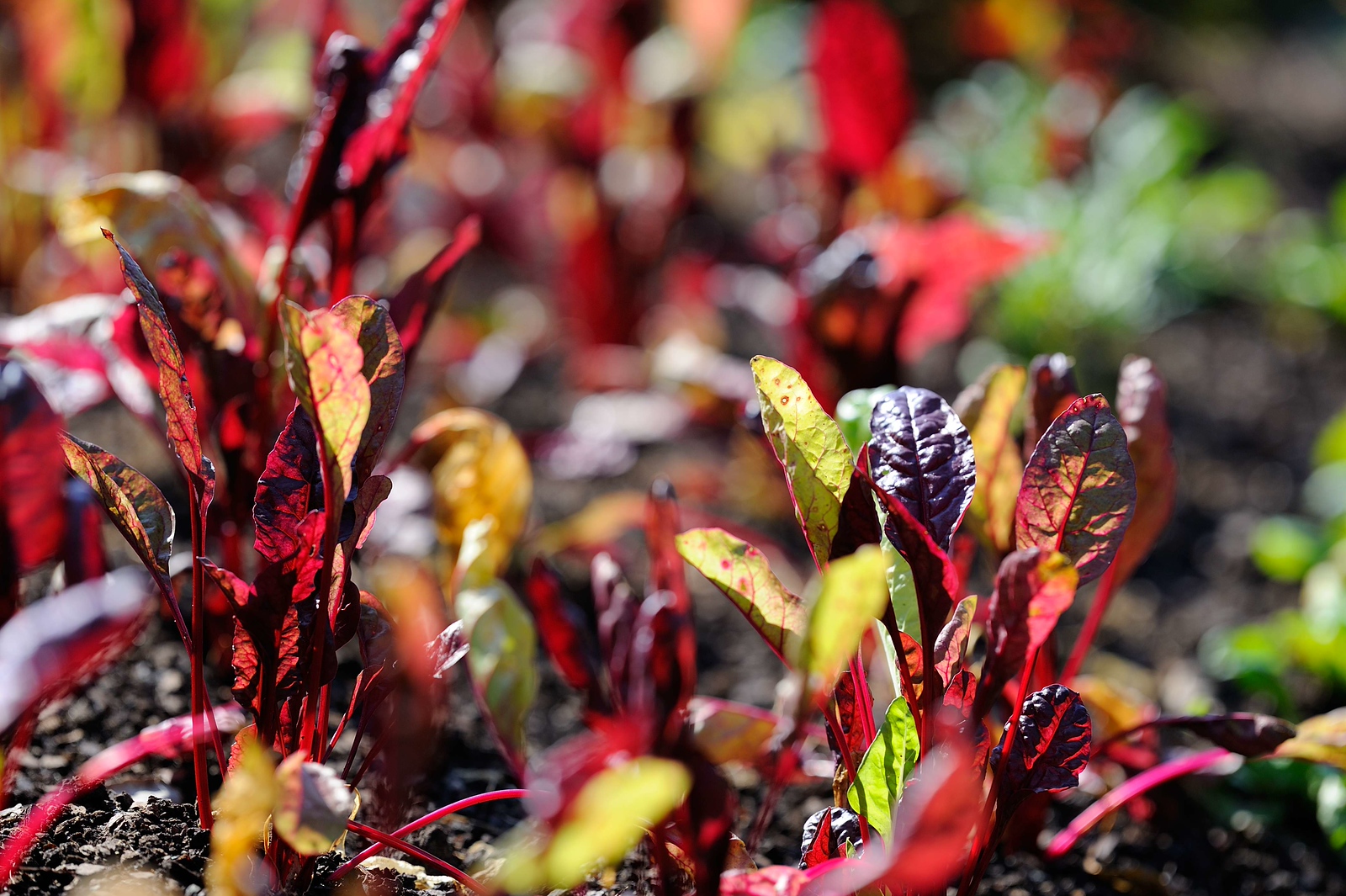 DSC_00051-X3.jpg