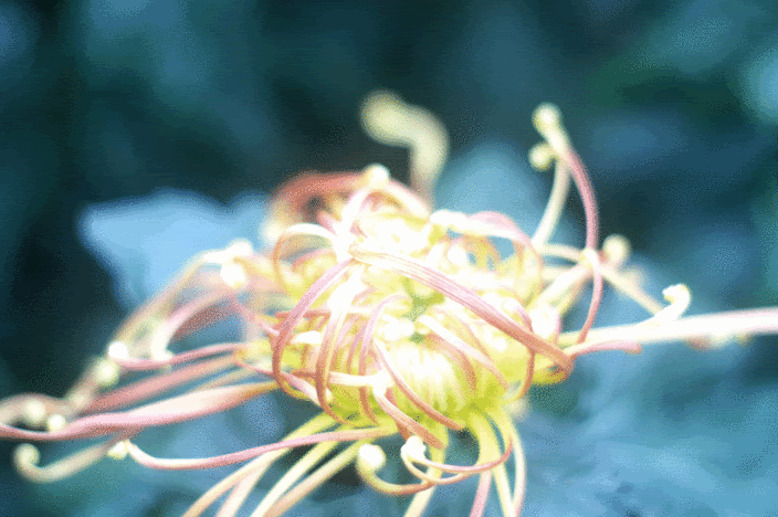 PICT03.gif