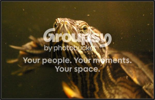 turtle.jpg