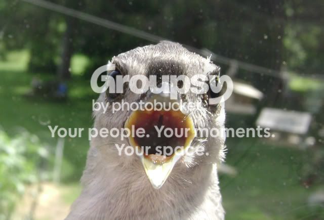 bird036.jpg