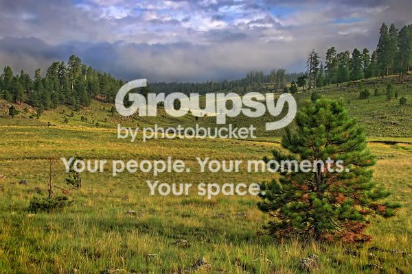 meadow_6636web.jpg