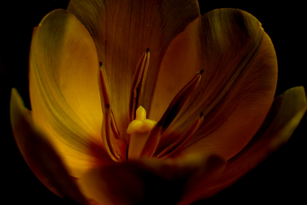 4551320791_a867b5dc8a_b.jpg
