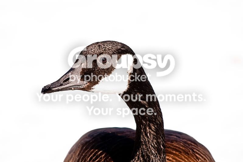 HighKeyGoose-1.jpg