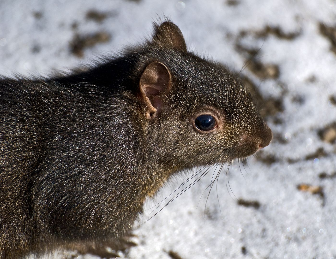 Jan10thBlackSquirrel.jpg