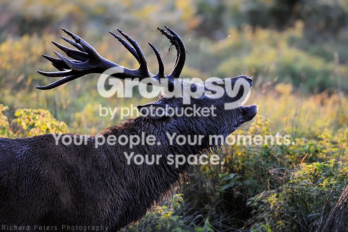 deer-1.jpg