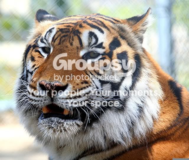 TigerFace.jpg