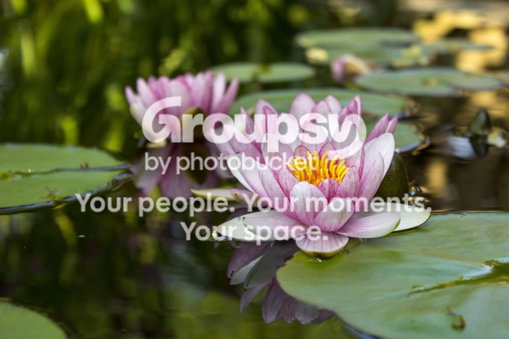 Lillysinbloom.jpg