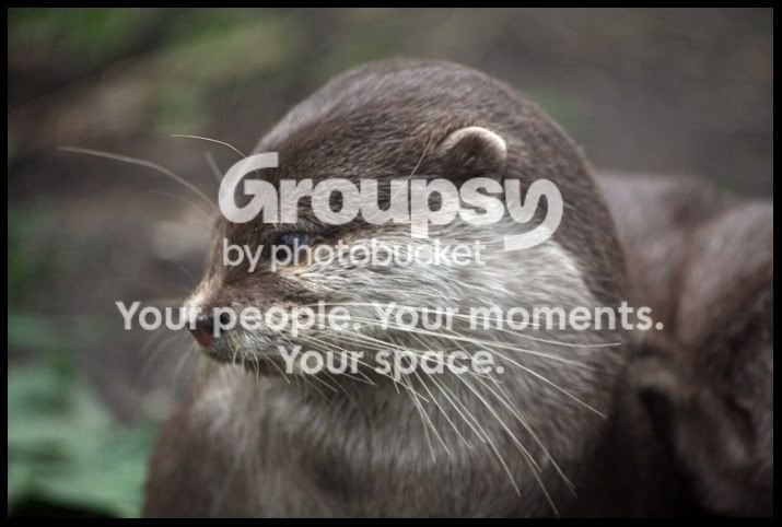 AsianOtter1.jpg