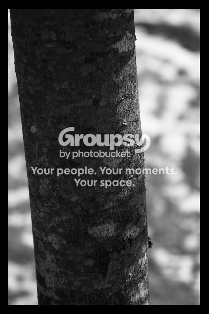 TreeStem.jpg