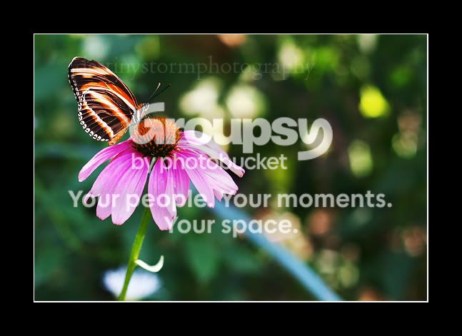 butterflysm.jpg