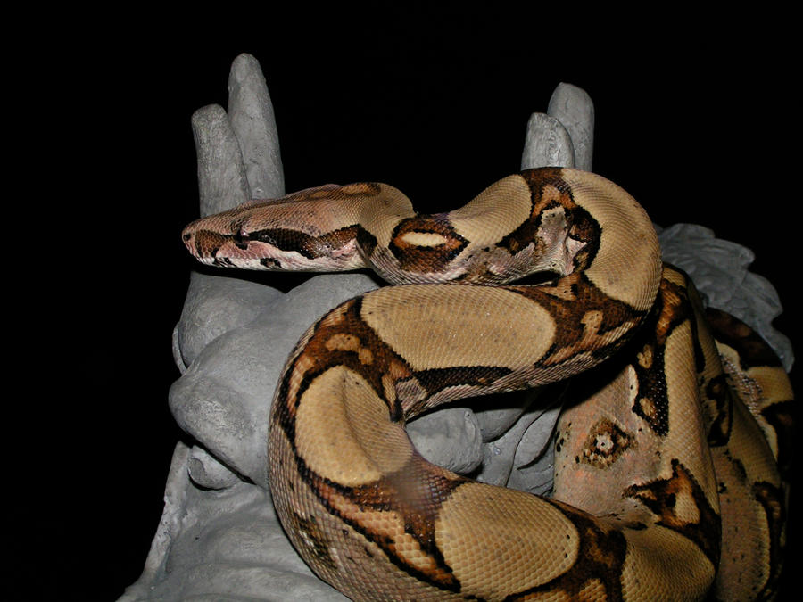 Jocasta_on_Dragon_4_by_mack1time.jpg
