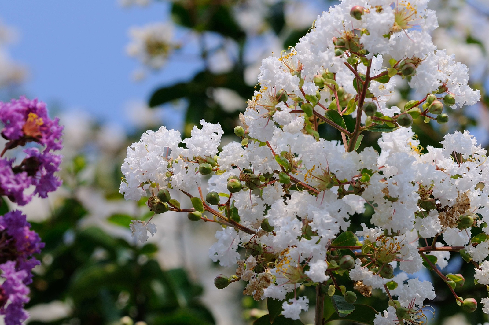 DSC_00087-X3.jpg