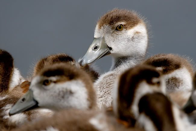 _D2N7085_babies.jpg