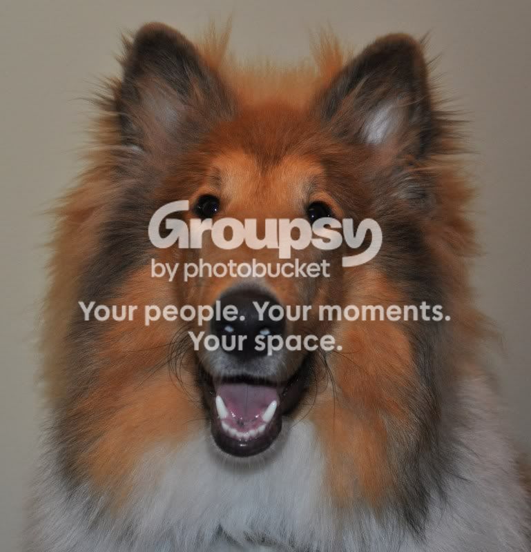 posingcollie002.jpg