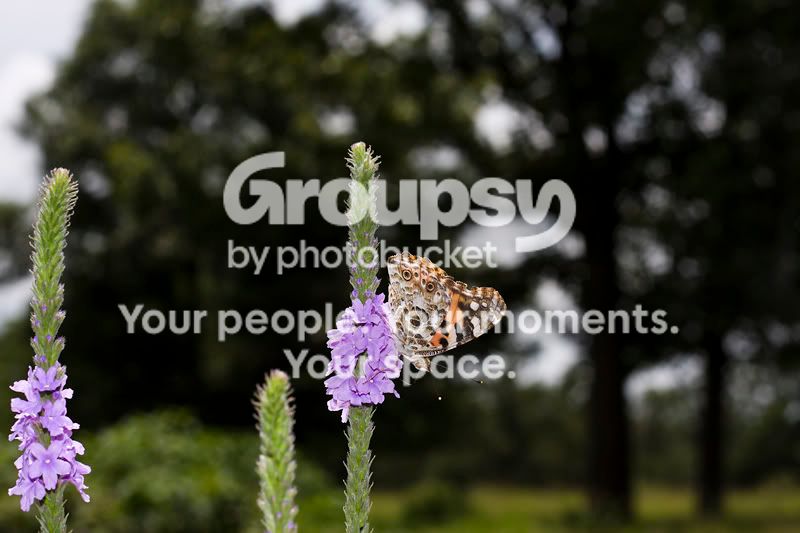 OrangeAndWhiteOnPurple800.jpg
