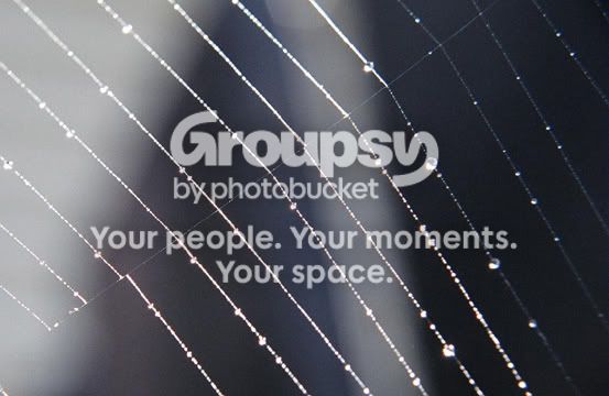 spiderweb1.jpg