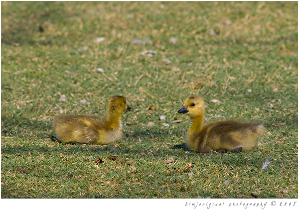 geese05.jpg