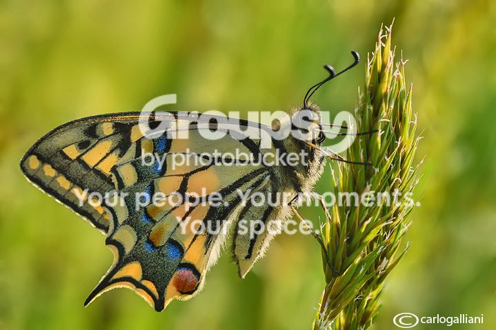 155270330_2JPw2jwn_ABD_92891a.jpg