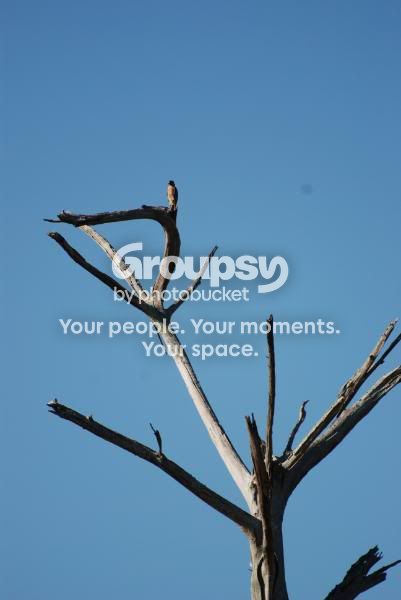 PhinizySwamp0016.jpg