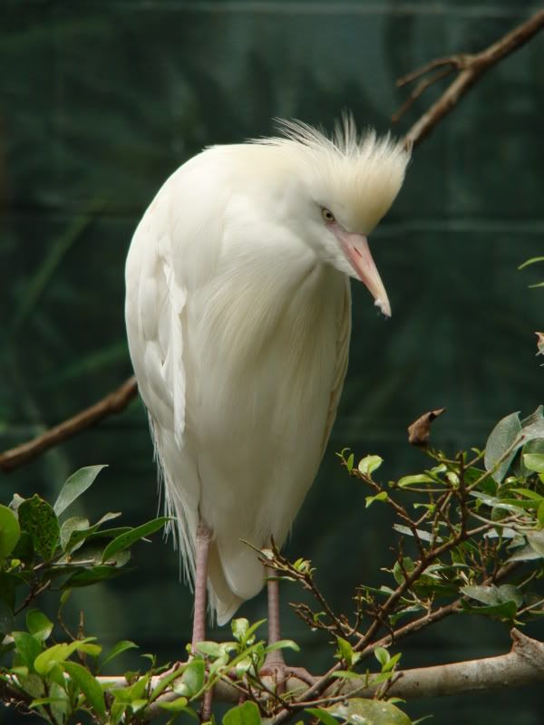 columbuszoo7-23-08116.jpg