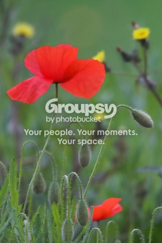 poppy.jpg