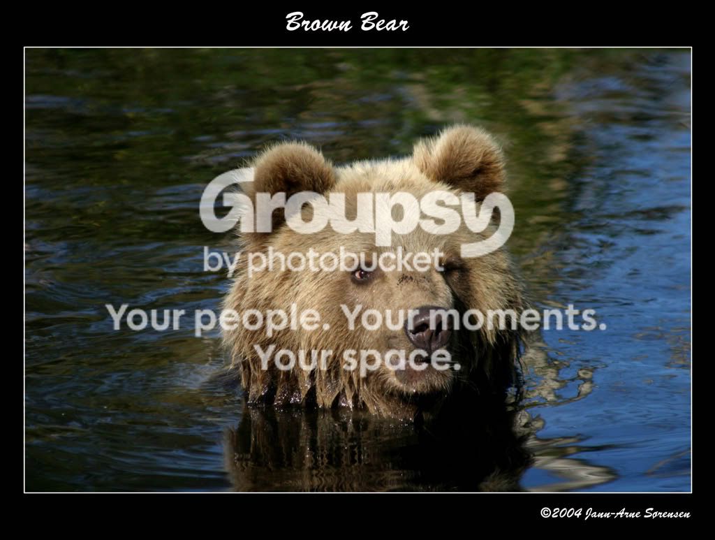 BrownBear2.jpg