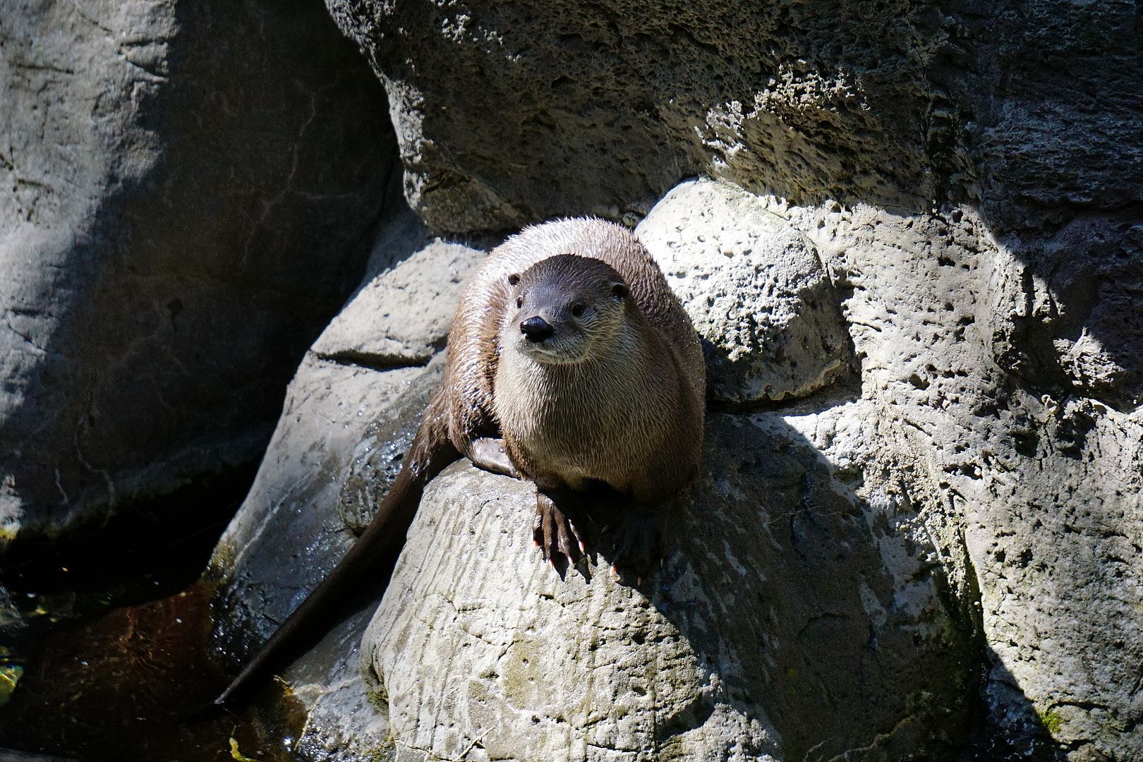 otterrock.jpg