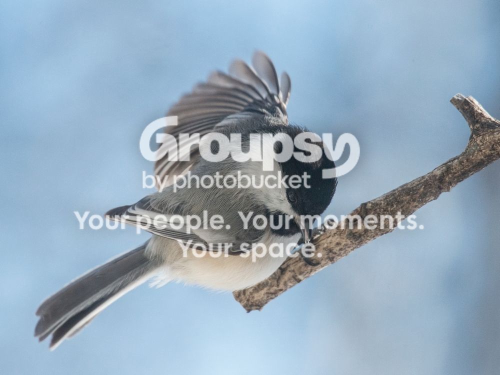Chickadee20Feb2014_zpsfa728e6e.jpg