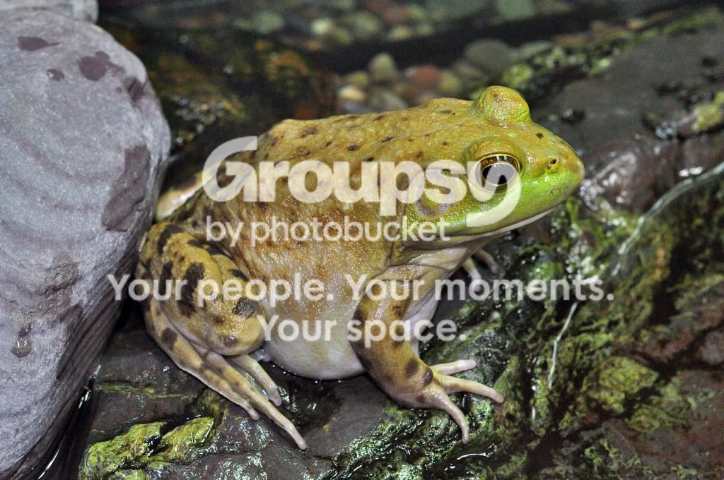 Frog2-1.jpg