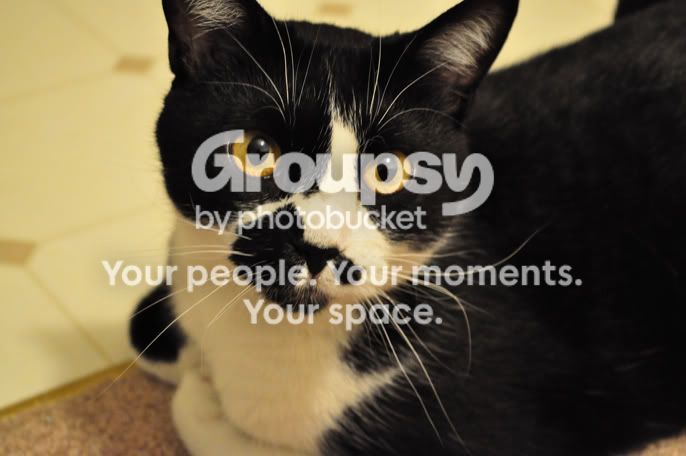 kitty2.jpg