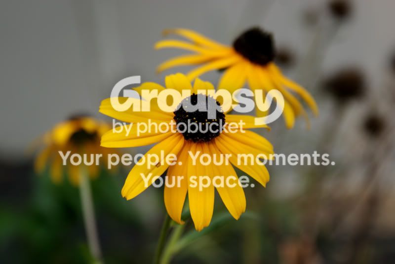 flower1-1.jpg
