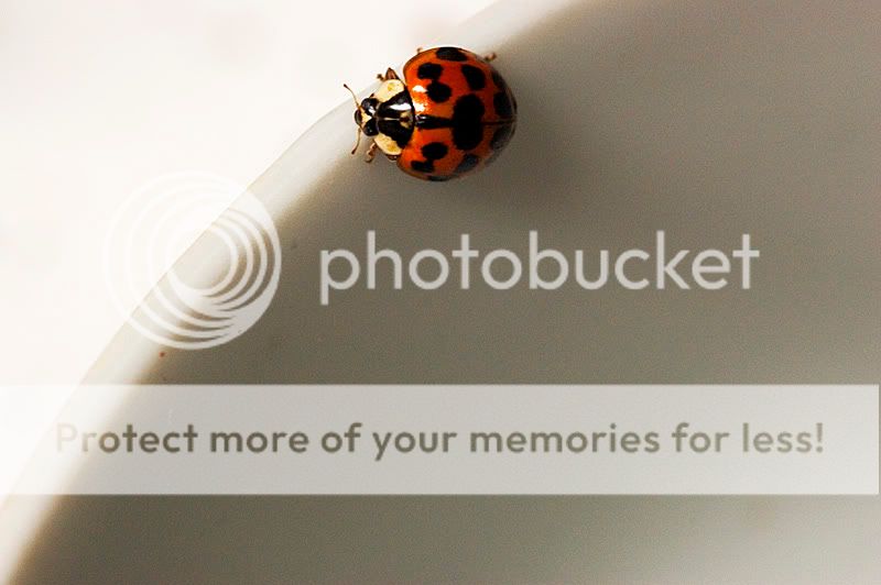 ladybug.jpg