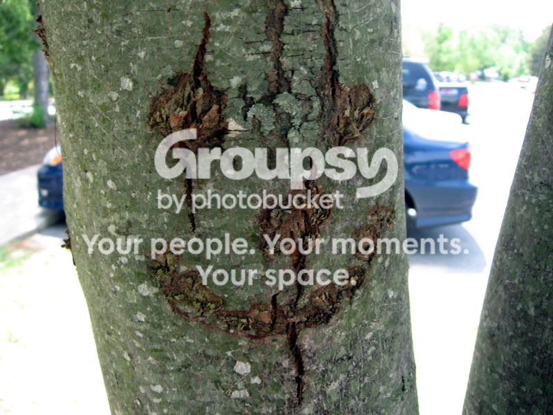 SmilingTree.jpg