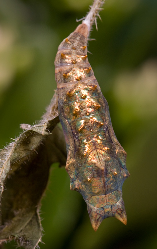small_tortoiseshell_07.jpg