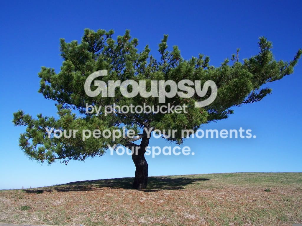 northforktree.jpg