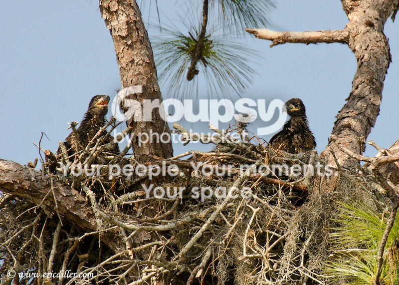 ECD_7536copy.jpg