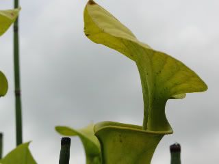 DSC01163-1.jpg
