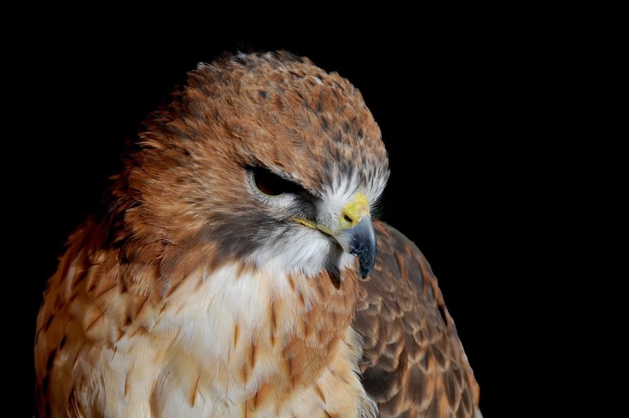DSC_8387.jpg