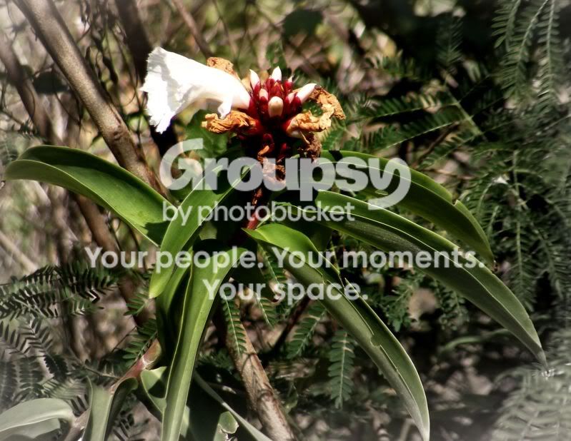 whtflower.jpg